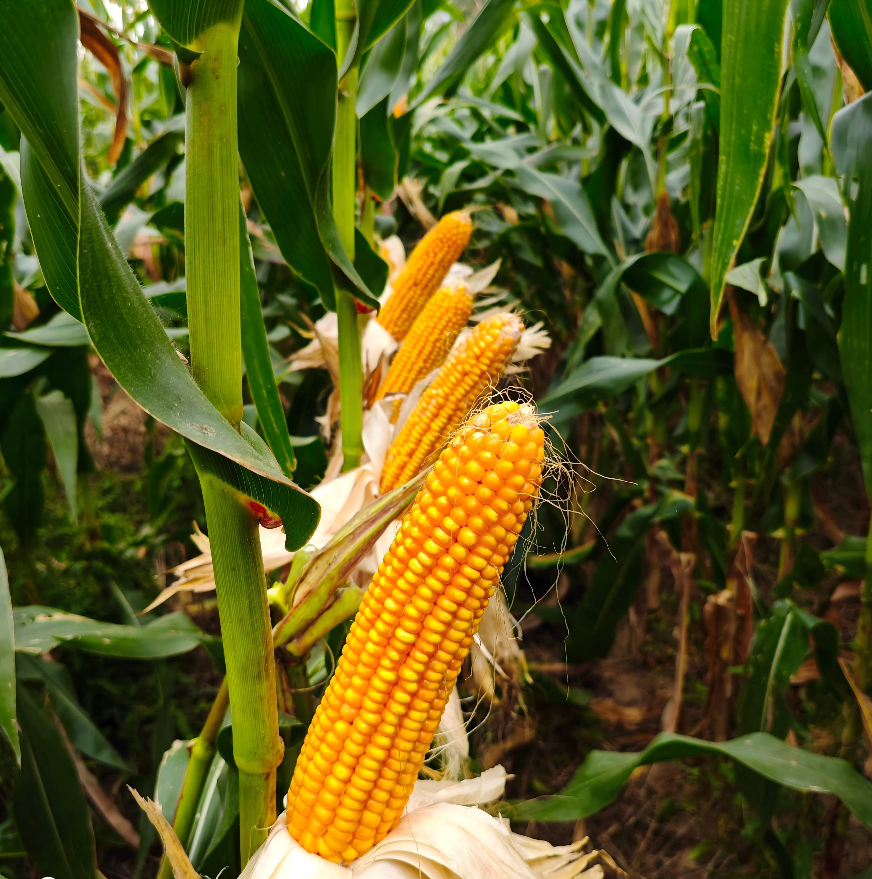 4、荃科785.jpg 4、荃科785.jpg